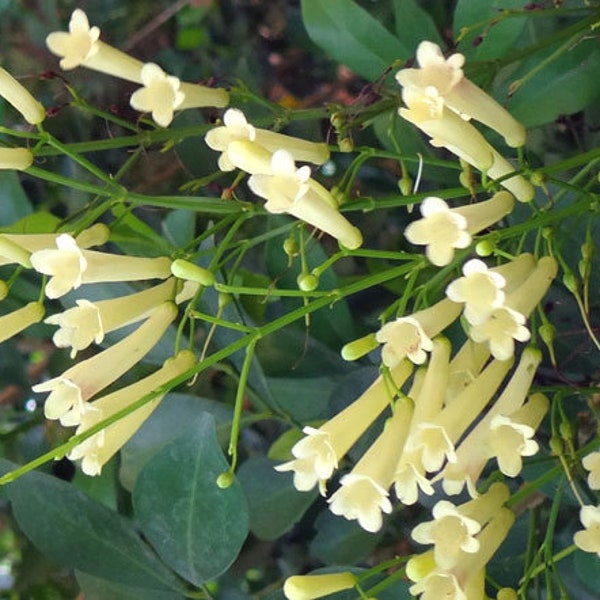 Cigar Plant White Cuphea Ignea Coan 100 Seeds