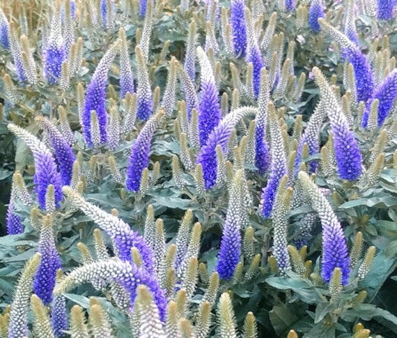 Spiked Speedwell Royal Candles Dwarf Veronica Spicata 250 Seeds