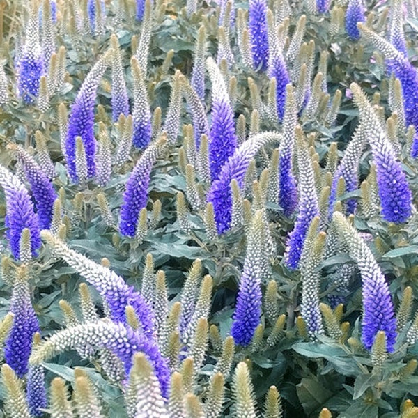 Spiked Speedwell Royal Candles Dwarf Veronica Spicata 250 Seeds