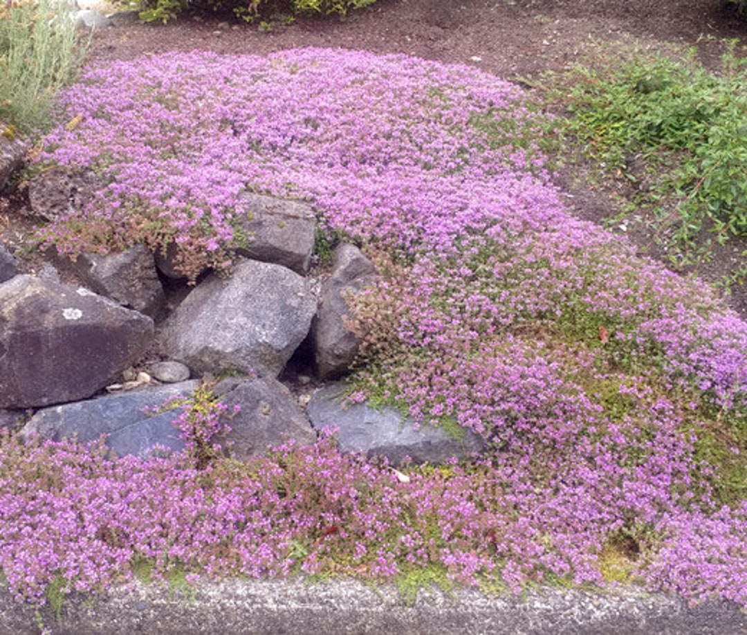 Creeping Thyme Dwarf Thymus Serpyllum 25,000 Bulk Seeds Etsy