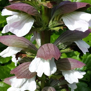 Spodnie Niedźwiedzie Acanthus Mollis 25 Nasion