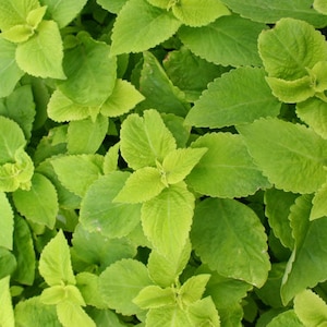 Coleus Versa Lime Solenostemon Scutellarioides 20 Seeds