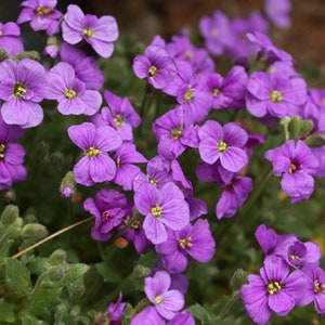 Rock Cress Purple Aubrieta Deltoidea 1,000 Seeds