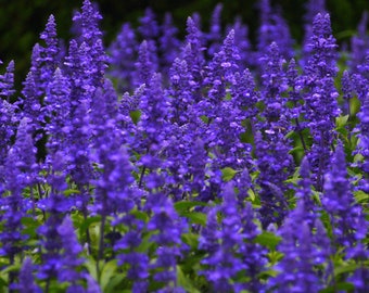 Sage Blue Salvia Farinacea 2,500 Seeds