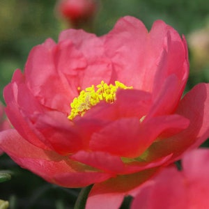 Moosrose Portulaca Grandiflora 1.250 Samen