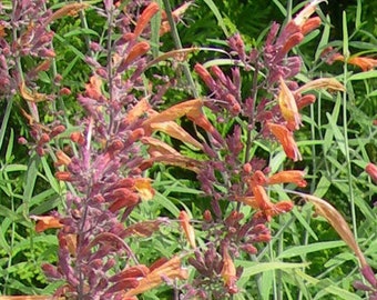 Agastache Apricot Sprite Agastache Aurantiaca 100 Seeds