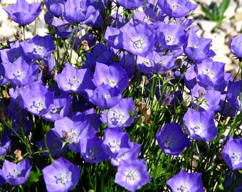 Bellflower Tussock Blue Campanula Carpatica 5,000 Seeds