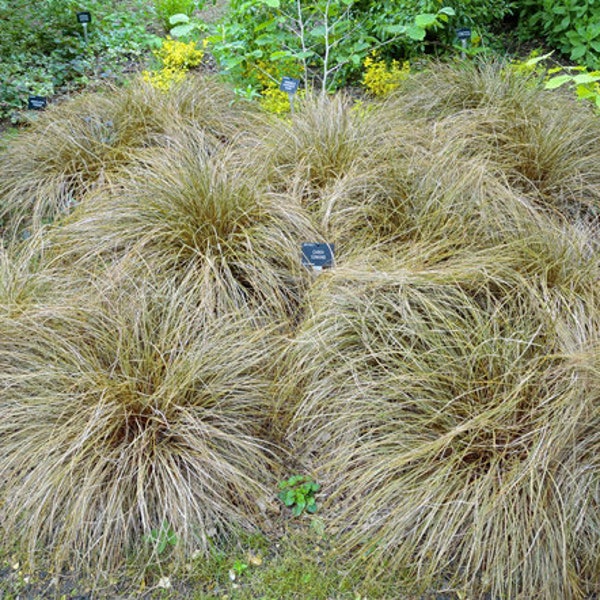 Sedge New Zealand Hair Frosted Curls Carex Comans 100 Seeds