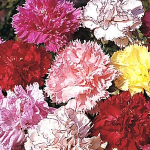Goździk Chabaud Picotee Mix Dianthus Caryophyllus 100 Nasion