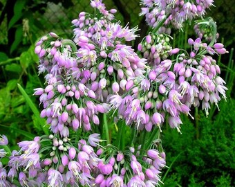 Nodding Pink Onion Allium Cernuum 100 Seeds