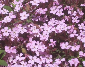 Rock Soapwort Pink Saponaria Ocymoides 2,500 Seeds