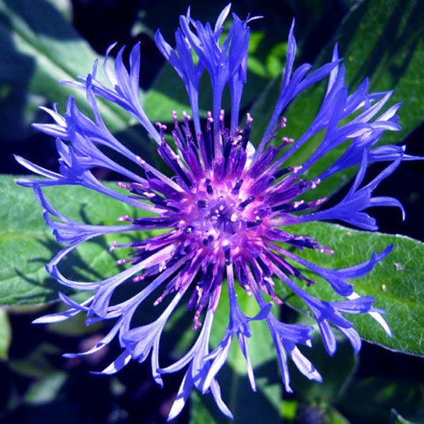 Cornflower Mountain Bluet Centaurea Montana 100 Seeds