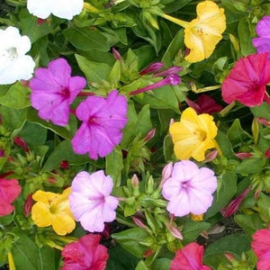 Four O'Clock Mirabilis Jalapa 500 Seeds