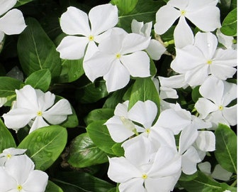 Periwinkle Dwarf White Little Blanche Catharanthus Roseus 250 Seeds