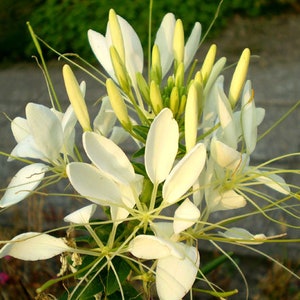 Spider Flower White Queen Cleome Hassleriana 100 Seeds