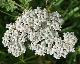 Yarrow White Achillea Millefolium 10,000 Seeds
