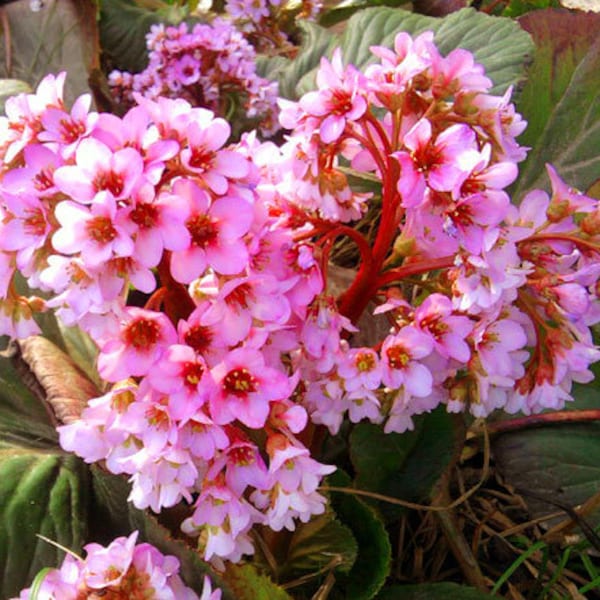 Bergenia Heartleaf Pigsqueak Bergenia Cordifolia 100 Seeds