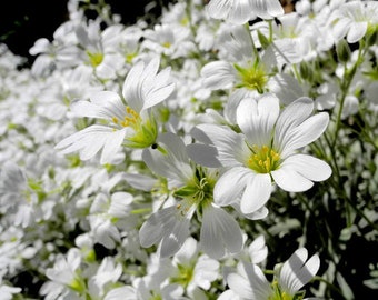 Snow in Summer Cerastium Tomentosum 50,000 Bulk Seeds