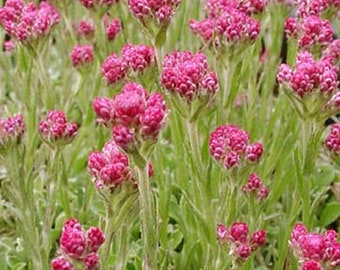 Antennaria Pussytoes Red Antennaria Dioica Rubra 500 Seeds