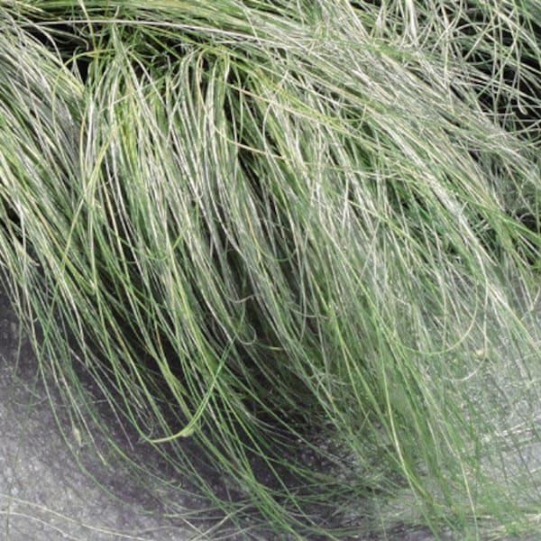 Sedge New Zealand Hair Amazon Mist Carex Comans 100 Seeds