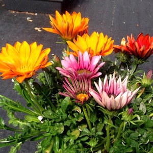 MPB#12 Gazania Seeds New Day White Gazania Linearis 15 Thru