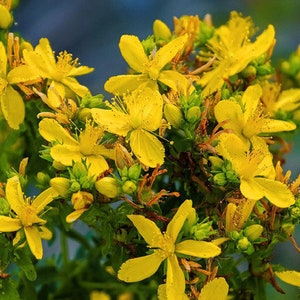 Sint-janskruid Hypericum Perforatum 250 zaden