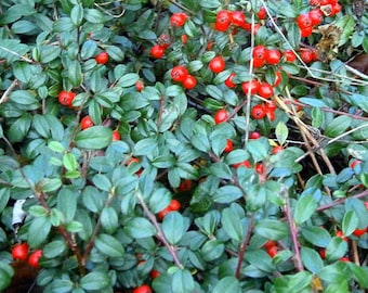 Wintergreen Creeping Gaultheria Procumbens 250 Seeds