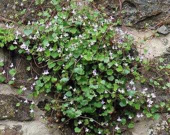 Kenilworth Ivy Cymbalaria Muralis 500 Seeds