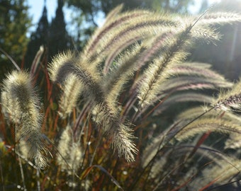 Fountain Grass Black Pennisetum Alopecuroides Viridescens 50 Seeds