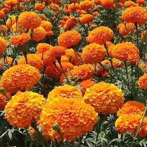 Marigold Crackerjack Mix Tagetes Erecta 1,000 Seeds