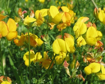 Bird's Foot Trefoil Lotus Corniculatus 5,000 Seeds