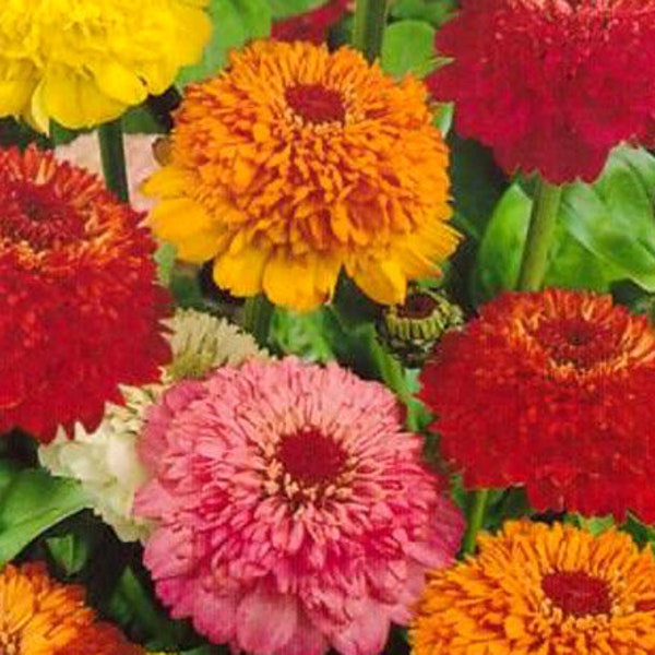 Semi Di Zinnia Scabiosa Mix | Zinnia Elegans, 1000 Semi Sfusi, OVM Seeds, Fiori Recisi
