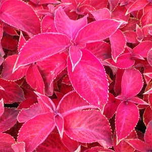 Coleus Jazz Ruby Solenostemon Scutellarioides 20 Seeds