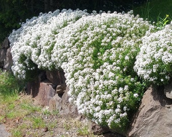 Candytuft Perennial Evergreen White Iberis Sempervirens 500 Seeds