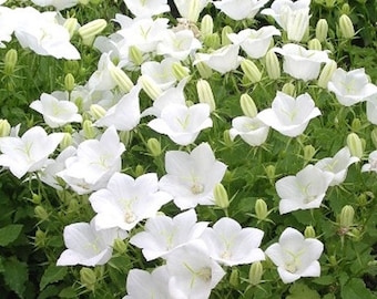 Bellflower Tussock White Campanula Carpatica 500 Seeds