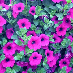 Petunie Laura Strauch Petunia X Violacea Solanaceae 500 Samen