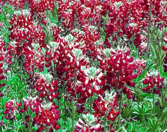 Maroon Bluebonnet Lupinus Texensis  125 Seeds