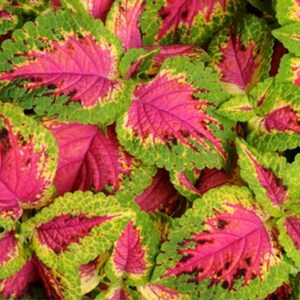 Coleus Versa Watermelon Solenostemon Scutellarioides 20 Seeds