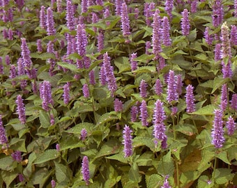 Hyssop Lavender Licorice Mint Agastache Foeniculum 5,000 Seeds