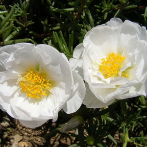Moos Rose weiß Portulaca Grandiflora 1.250 Samen