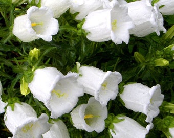 Canterbury Bells White Campanula Medium 500 Seeds