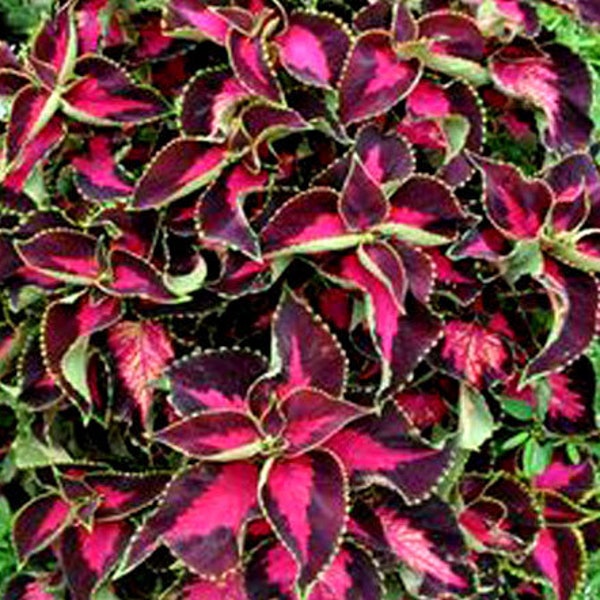 Coleus Chocolate Covered Cherry Solenostemon Scutellarioides 20 Seeds