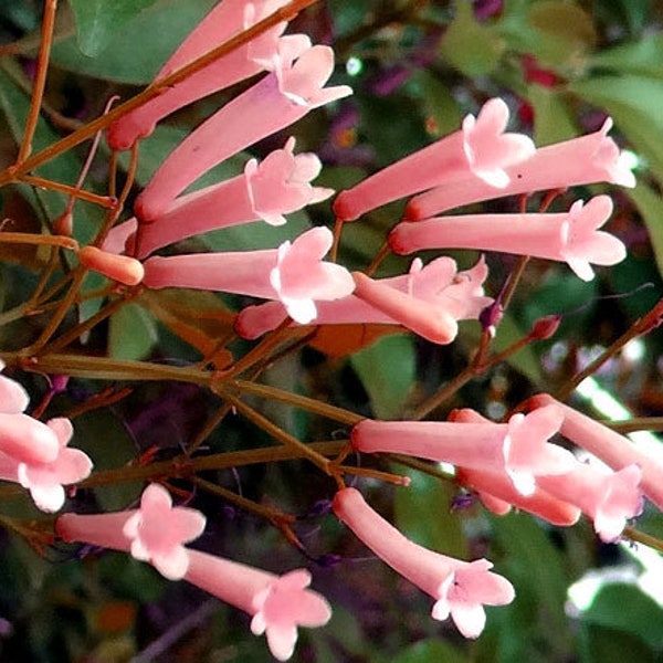 Cigar Plant Rose Cuphea Ignea Coan 100 Seeds