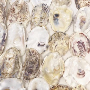 May include: A collection of various oyster shells arranged in a grid-like pattern. The shells display a range of natural colors including shades of white, cream, tan, brown, and deep purple, with irregular textures and smooth, pearlescent interiors.