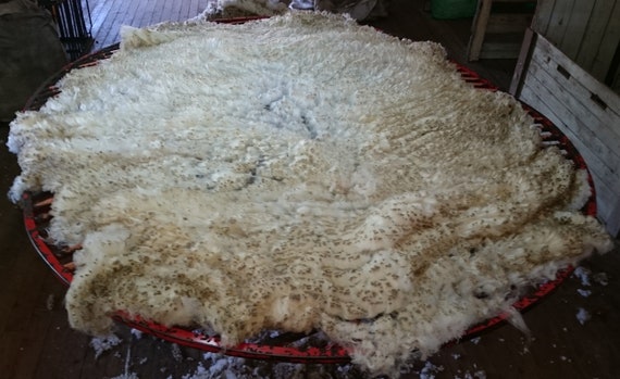 Chemical Free Natural Unprocessed Fleece #24-16.4 Micron SUPERFINE and COATED White Merino Fleece Super Soft Raw Wool