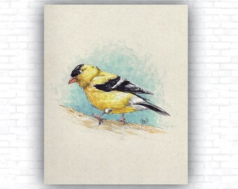 Vintage American Goldfinch Bird Art Print - Hand-Drawn Artwork - Vintage bird series - Wall Art, Design and Decor