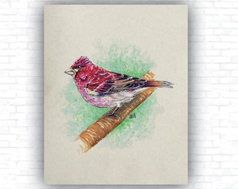Vintage Purple Finch Bird Art Print - Hand-Drawn Artwork - Vintage bird series - Wall Art, Design and Decor