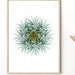 see more listings in the CACTUS | SUCCULENTS section