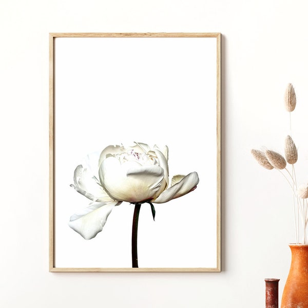 White Peony Print, Flower Photography, Digital Download, French Country Decor