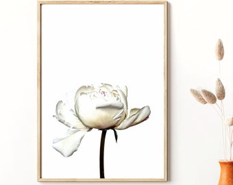 White Peony Print, Flower Photography, Digital Download, French Country Decor